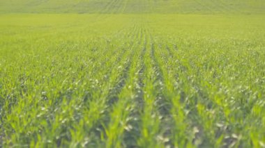 Yeşil buğday satır alanı. Güneşli havalarda kapatın. Odaklanarak.