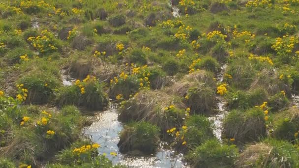 Lente in het moeras, mooi gras in het water. Verticaal pannen. — Stockvideo