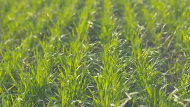 Feld grüner Weizenreihen. hautnah bei sonnigem Wetter. Vertikales Schwenken. — Stockvideo