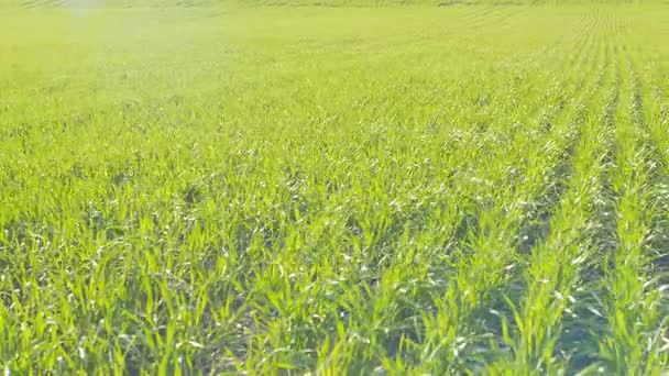 Campo de hileras de trigo verde. Muy cerca en un clima soleado. Panorama . — Vídeo de stock