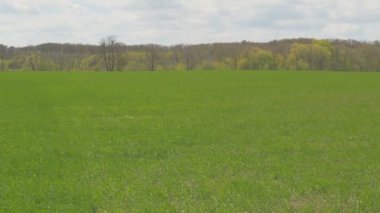 Yeşil buğday tarlası. Güneşli havalarda kapatın. Dikey kaydırma.