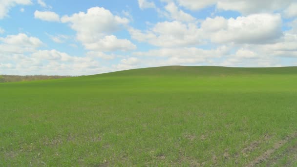 Campo de trigo verde. Muy cerca en un clima soleado. Estático . — Vídeos de Stock