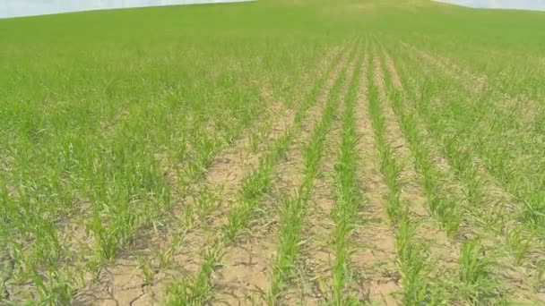 Поле зелених пшеничних рядів. Близько до сонячної погоди. Вертикальне панорамування . — стокове відео