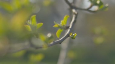 Genç taze bahar Rüzgar titreyen bırakır. İnce ağaç dal taze yeşil doğa arka plan üzerinde bırakır. Güneşli havalarda.