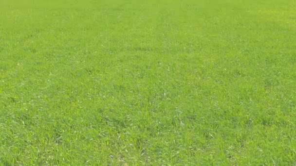 Grüne Weizenfelder aus nächster Nähe. sonniges, windiges Wetter. — Stockvideo