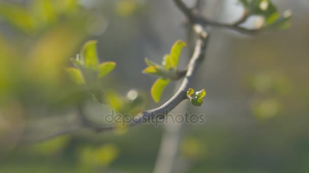Fiatal friss tavaszi levelek, reszketve a szél. Vékony fa ág friss zöld levelek, természet háttér. Napos időjárás. — Stock videók