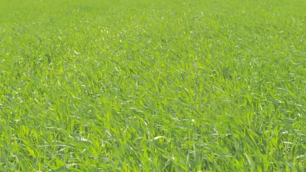 Campo di grano verde da vicino. Tempo soleggiato ventoso . — Video Stock