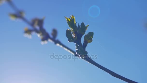 Jovens folhas frescas de primavera tremendo no vento. Ramo de árvore fina com folhas verdes frescas no fundo da natureza. Tempo ensolarado . — Vídeo de Stock