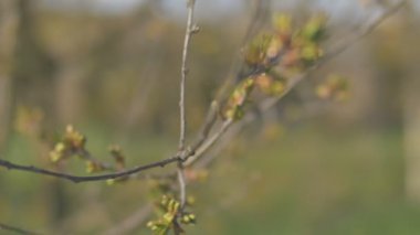 Genç taze bahar Rüzgar titreyen bırakır. İnce ağaç dal taze yeşil doğa arka plan üzerinde bırakır. Güneşli havalarda.