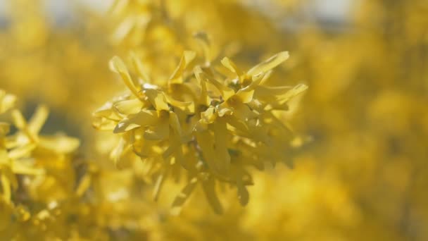 Forsythia δέντρο λουλούδια άνοιξη. Ηλιοφάνεια. — Αρχείο Βίντεο