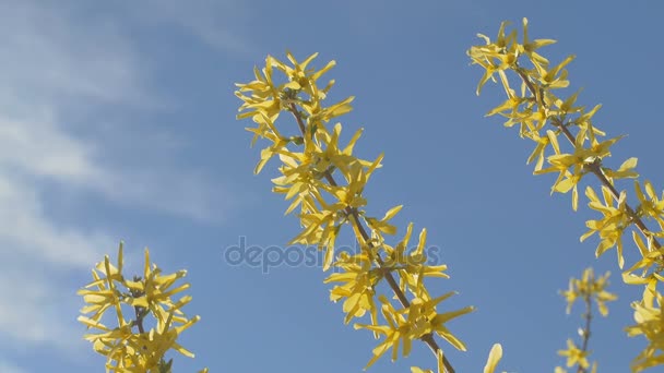 Forsythia Tree Flowers In Spring Time. Sunny. — Stock Video