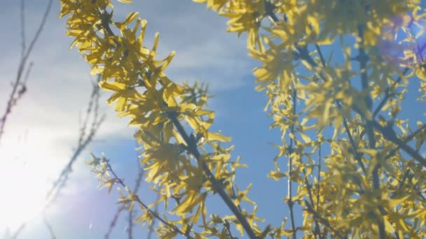 Forsythia Tree Flowers In Spring Time (en inglés). Soleado. . — Vídeo de stock