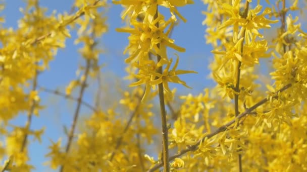 Форзиция Проміжна дерево квіти у весняний час. Сонячно. — стокове відео