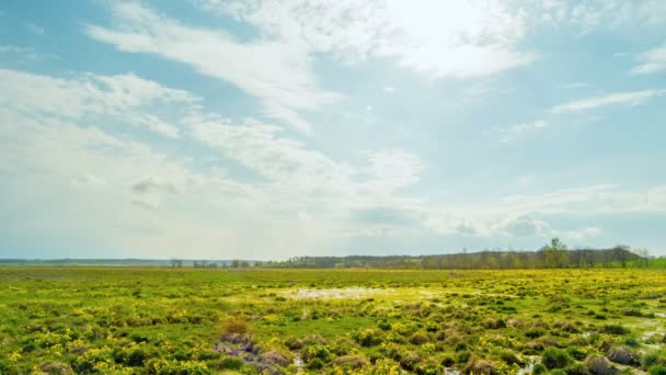 Printemps dans le marais, belle herbe dans l'eau. Délai imparti . — Video