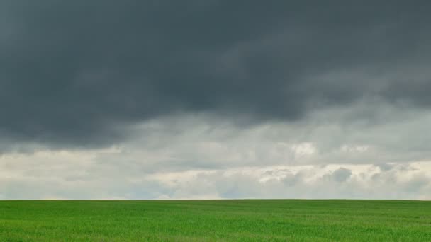 Gebied van groene tarwe. Bewolkt weer. Time-lapse. — Stockvideo