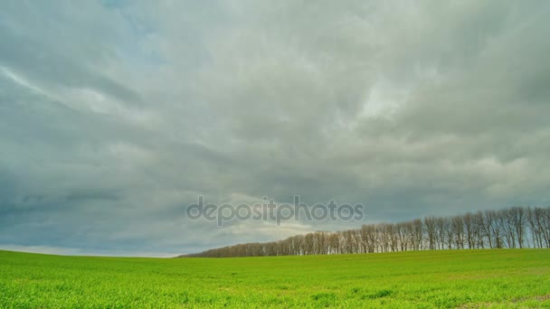 Campo de trigo verde. Tempo nublado. Fila de árvore. Desfasamento temporal . — Vídeo de Stock