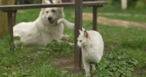 Weiße Katze und weißer Hund spielen im grünen Gras. — Stockvideo