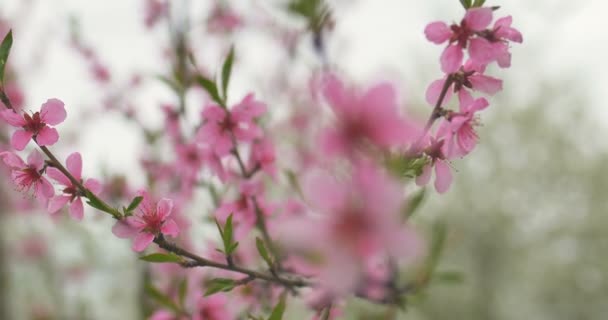 庭、風が吹く、曇りの天候で桃の花. — ストック動画