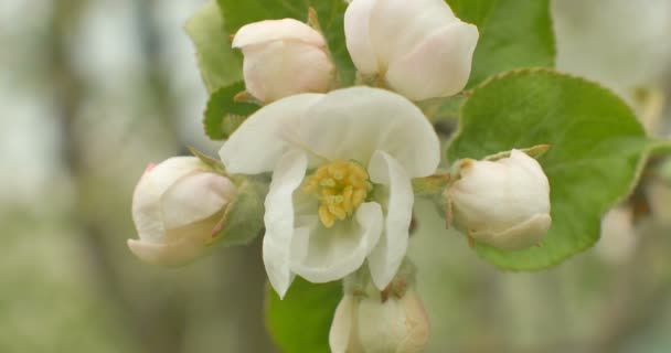 Primer plano de las flores de manzana en un manzano floreciente . — Vídeo de stock