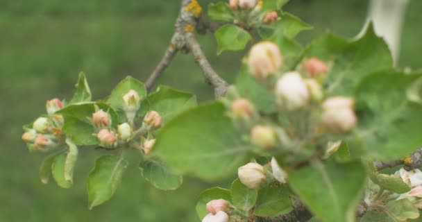 Närbild av apple blommar i en blommande äppelträd. — Stockvideo