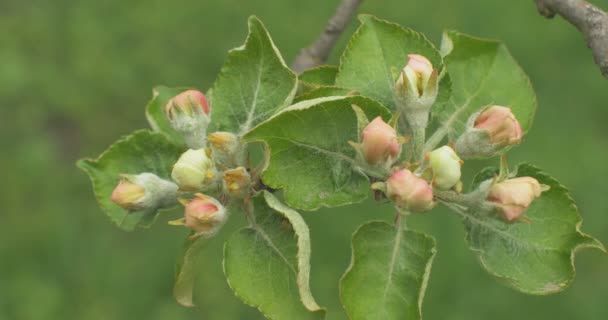 Primer plano de las flores de manzana en un manzano floreciente . — Vídeos de Stock