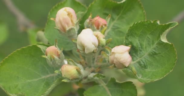 咲くりんごの木のりんごの花のクローズ アップ. — ストック動画