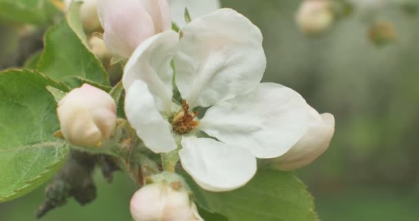 Nahaufnahme von Apfelblüten in einem blühenden Apfelbaum. — Stockvideo