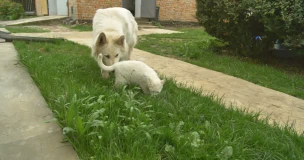 Weiße Katze und weißer Hund spielen im grünen Gras. — Stockvideo