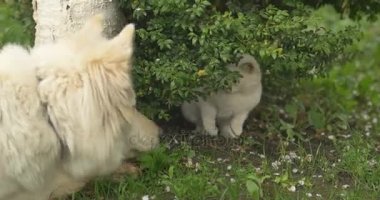 Beyaz kedi ve yeşil çimlere oynayan beyaz köpek.