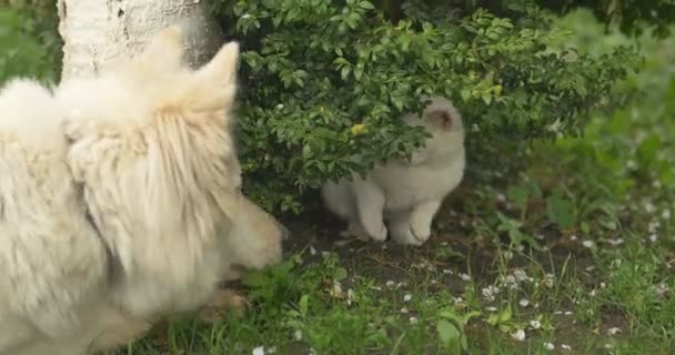 Beyaz kedi ve yeşil çimlere oynayan beyaz köpek. — Stok video