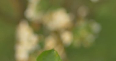 Elma çiçeği darbeler yağmur sonrası günbatımı zamanında Rüzgar..