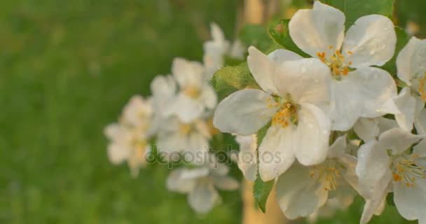 Vinden blåser till Apple blossom efter regn i solnedgång. — Stockvideo