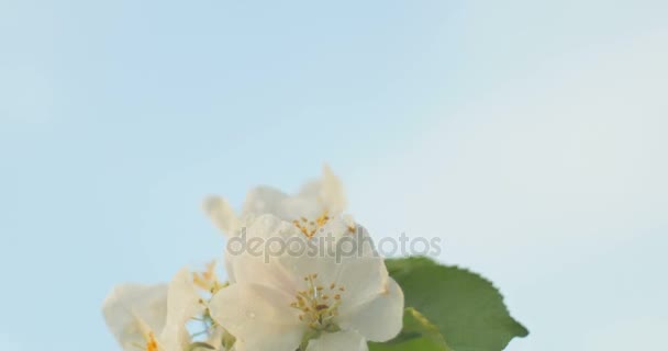 Il vento soffia a fiore di mela dopo la pioggia nel tempo del tramonto . — Video Stock