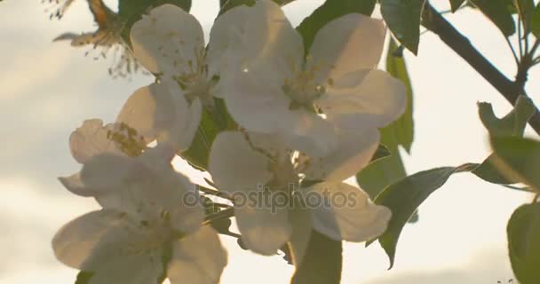 El viento sopla a la flor de manzana después de la lluvia en el tiempo de puesta del sol . — Vídeos de Stock