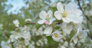 Elma çiçeği darbeler yağmur sonrası günbatımı zamanında Rüzgar..