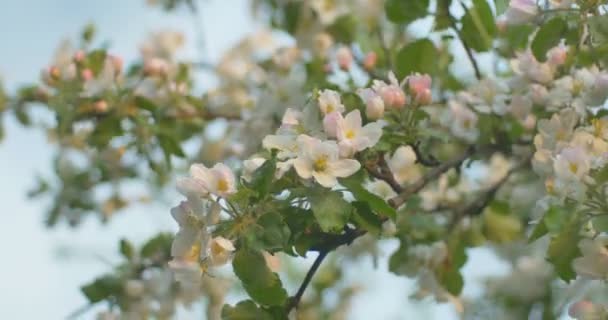 El viento sopla a la flor de manzana después de la lluvia en el tiempo de puesta del sol . — Vídeo de stock