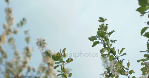 风一吹到苹果树上的花在日落的时候雨后. — 图库视频影像