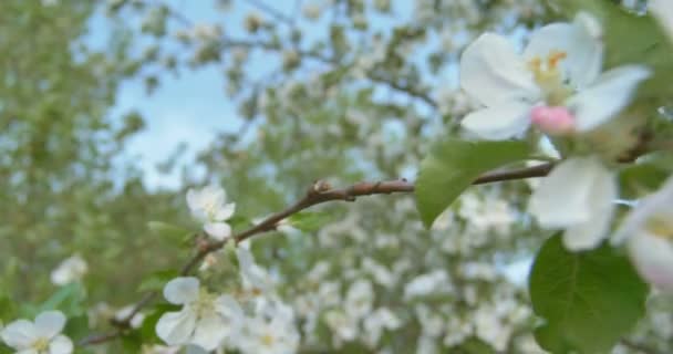 El viento sopla a la flor de manzana después de la lluvia en el tiempo de puesta del sol . — Vídeos de Stock