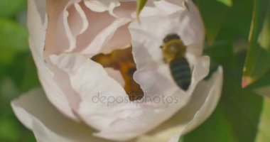 Arı Paeonia suffruticosa çiçek nektar toplar. Yakın çekim.
