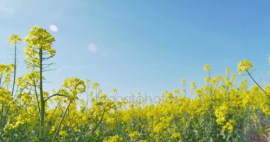 Çiçek açan kanola alan. Yaz alanına tecavüz. Parlak sarı kolza yağı. Çiçekli kolza tohumu.