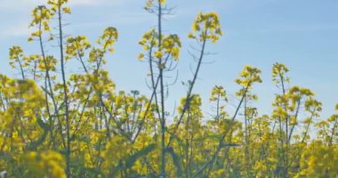 Çiçek açan kanola alan. Yaz alanına tecavüz. Parlak sarı kolza yağı. Çiçekli kolza tohumu.
