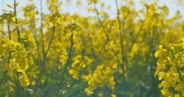 Çiçek açan kanola alan. Yaz alanına tecavüz. Parlak sarı kolza yağı. Çiçekli kolza tohumu.