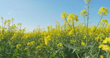 Çiçek açan kanola alan. Yaz alanına tecavüz. Parlak sarı kolza yağı. Çiçekli kolza tohumu.