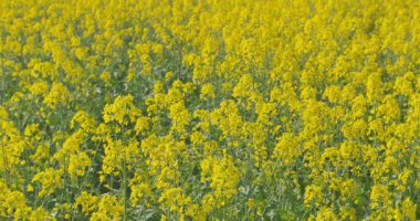 Çiçek açan kanola alan. Yaz alanına tecavüz. Parlak sarı kolza yağı. Çiçekli kolza tohumu.