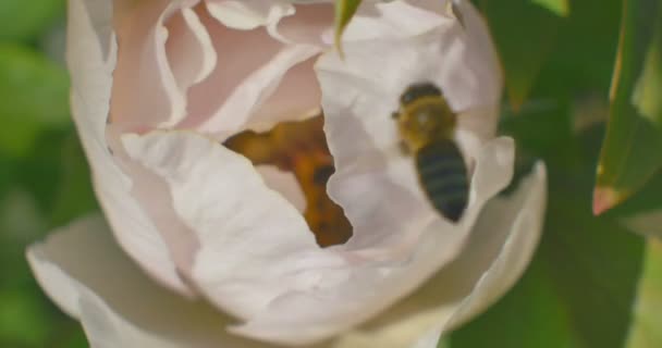 蜂は、芍薬牡丹の花の蜜を収集します。クローズ アップ. — ストック動画