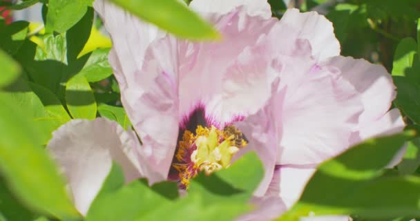 Abelha recolhe néctar na flor de Paeonia suffruticosa. Fechar . — Vídeo de Stock