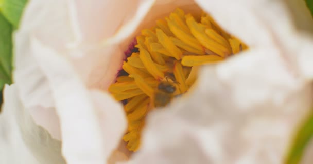 Biet samlar nektar på Paeonia suffruticosa blomma. Närbild. — Stockvideo