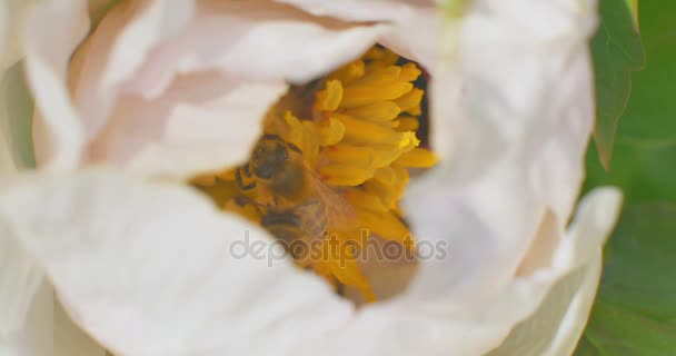 Bee verzamelt nectar op Paeonia suffruticosa bloem. Close-up. — Stockvideo