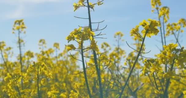 Kvetoucí kanolové pole. Znásilnění na hřišti v létě. Jasně žlutý řepkový olej. Kvetoucí řepka. — Stock video