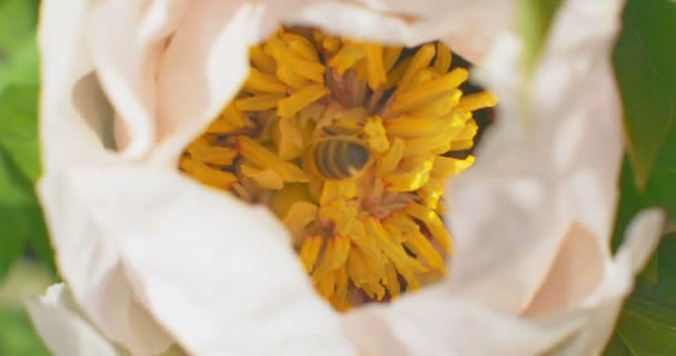 Bee verzamelt nectar op Paeonia suffruticosa bloem. Close-up. — Stockvideo